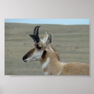 Poster A29 Pronghorn Antelope Young Buck Head Profile