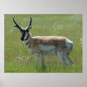 Póster A36 Pronghorn Antelope Buck