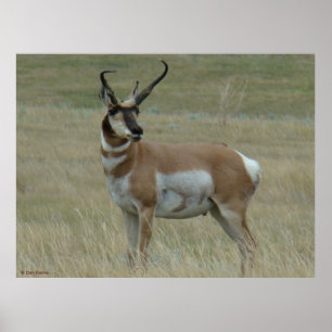 Póster A37 Antilope Pronghorn Chifres Tortos