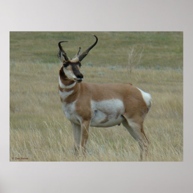 Póster A37 Cornos tortos do Antílope de Pronghorn (Frente)