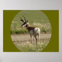 A39 Bicho-Cabeludo Antílope-Macho