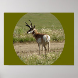 Poster A39 Bicho-Cabeludo Antílope-Macho