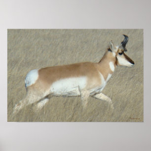 Poster A44 Pronghorn Antelope Buck