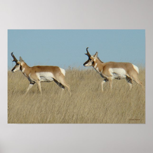 Póster A45 Pronghorn Antelope Bucks (Frente)