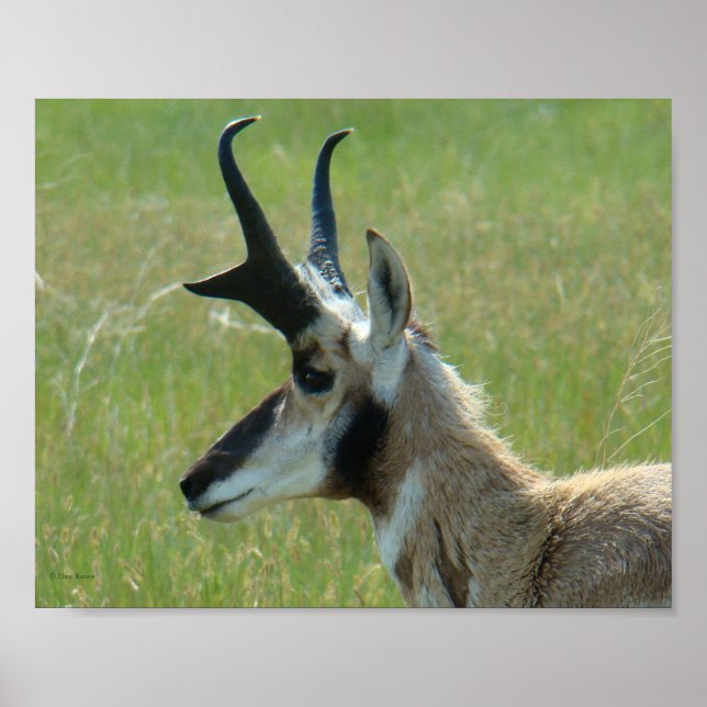 Poster A47 Pronghorn Antelope Big Buck Head Profile (Frente)