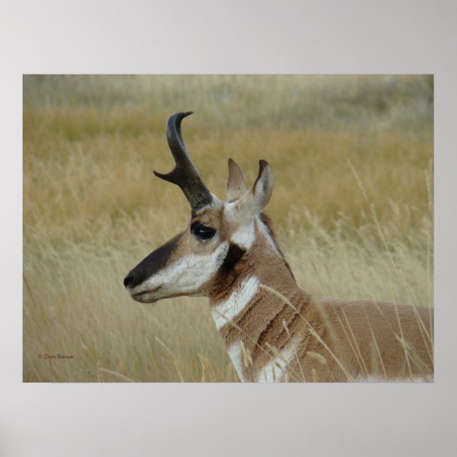 Póster A4 Pronghorn Antelope Young Buck Head Shot Perfil (Frente)