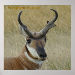 Póster A5 Pronghorn Antelope Big Buck Head Shot