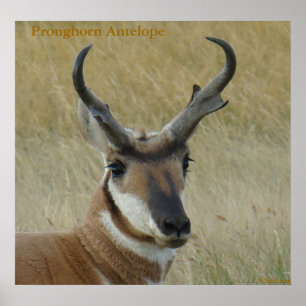 Póster A5 Pronghorn Antelope Big Buck Head Shot