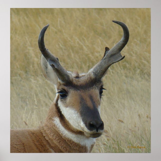 Poster A5 Pronghorn Antelope Big Buck Head Shot (Frente)