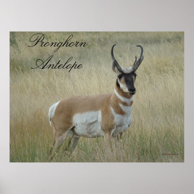 Póster A8 Pronghorn Antelope (Frente)