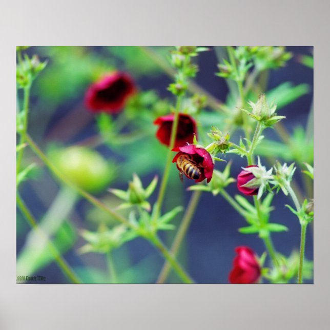 Póster A Abelha Com Flor Vermelho (Frente)