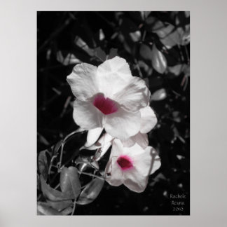 Poster A acentuar a beleza