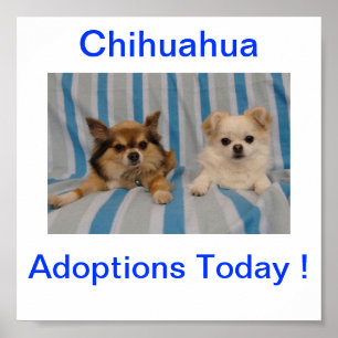 Póster A adopção da chihuahua assina hoje