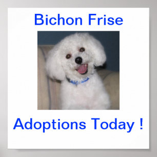 Poster A adopção de Bichon Frise assina hoje