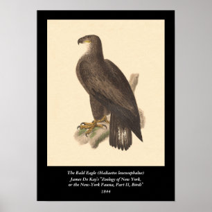 Poster A águia americana (leucocephalus de Haliaetos)