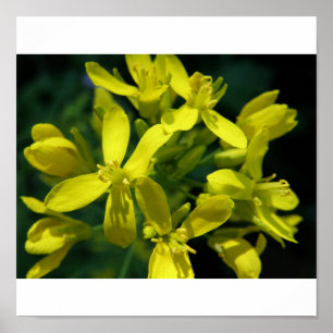 Póster a alface floresce a ampliação da foto