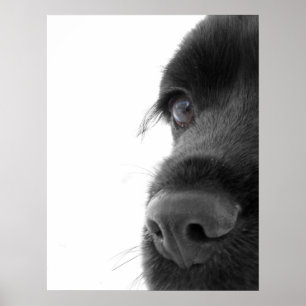 Póster À alma - retrato de cocker spaniel do chocolate