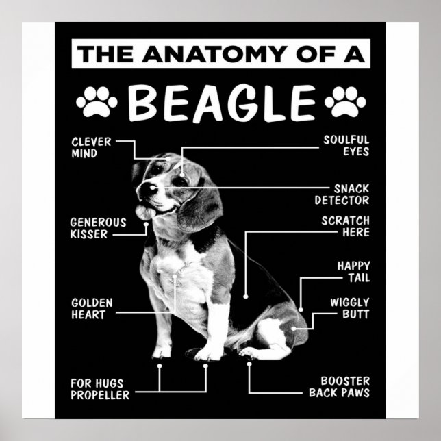 Poster A Anatomia De Um Cachorro De Beagle (Frente)