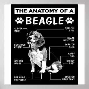 Poster A Anatomia De Um Cão-De-Feixe
