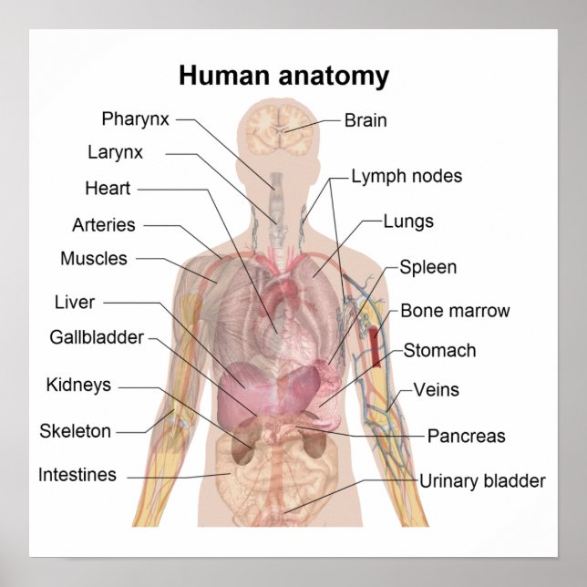 Póster A Anatomia Humana (Frente)