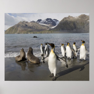 Póster A Antártica, ilha sul de Geórgia (Reino Unido),