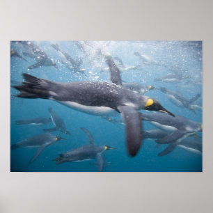 Póster A Antártica, ilha sul Reino Unido de Geórgia), 3