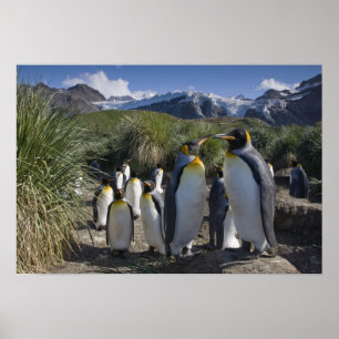 Póster A Antártica, ilha sul Reino Unido de Geórgia), r