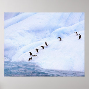Póster A Antártica, península antárctica. Chinstrap