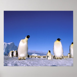 Póster A Antártica, península antárctica, mar de Wedde