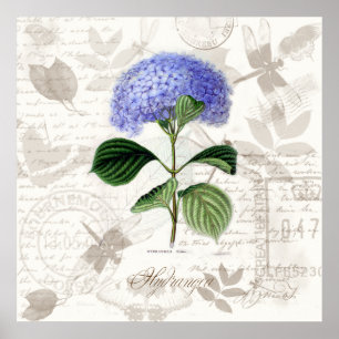 Póster A arte botânica do vintage imprime o Hydrangea da