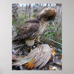 Póster A arte da falcoaria: Falcão atado vermelho no