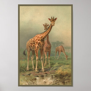 Poster A arte do girafa do vintage personaliza planícies