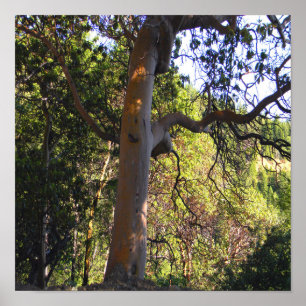 Poster A árvore assombrada.....