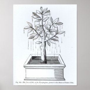 Póster A árvore da vida, ou a árvore de choro