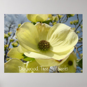Póster A árvore de Dogwood floresce Dogwoods amarelos do