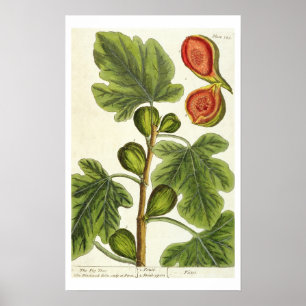 Póster A árvore de figo, chapeia 125 "de um erval