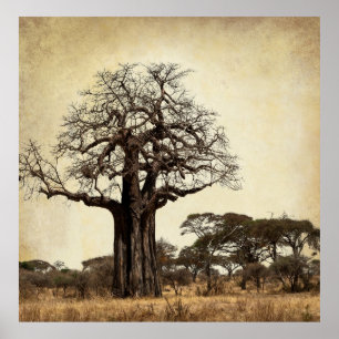 Póster A ÁRVORE MAJESTOSA do BAOBAB de ÁFRICA