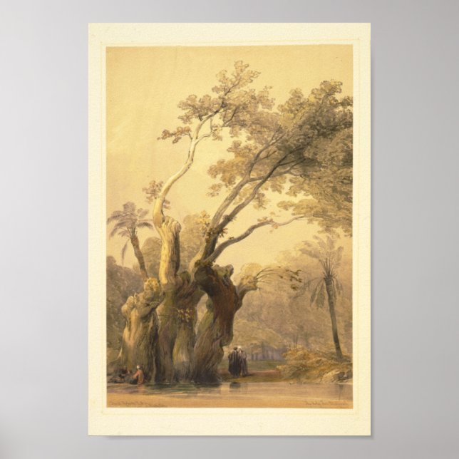 Poster A árvore sagrada, Metereah (Frente)