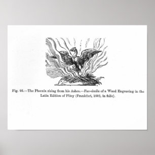 Póster A ascensão Phoenix de suas cinzas