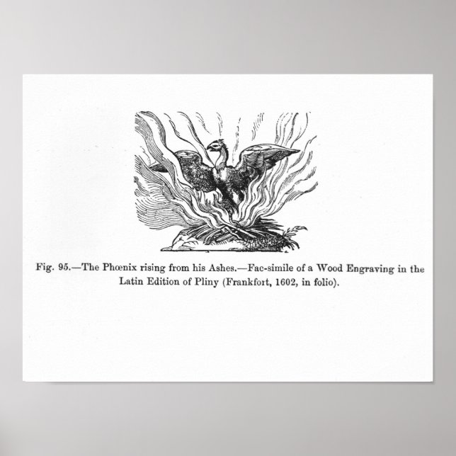 Póster A ascensão Phoenix de suas cinzas (Frente)
