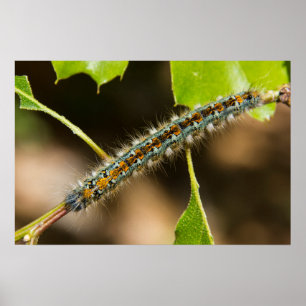 Póster A barraca Caterpillar mura a arte