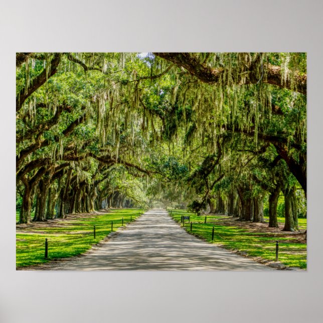 Poster A Bela Avenida Dos Oaks (Frente)