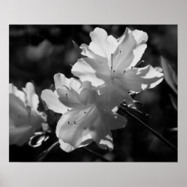 Poster A Beleza da Primavera