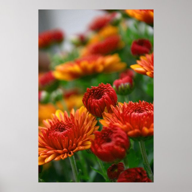 Poster A Beleza da Queda (Frente)