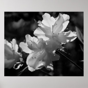 Poster A beleza do primavera