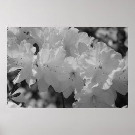 Poster A Beleza do Primavera III