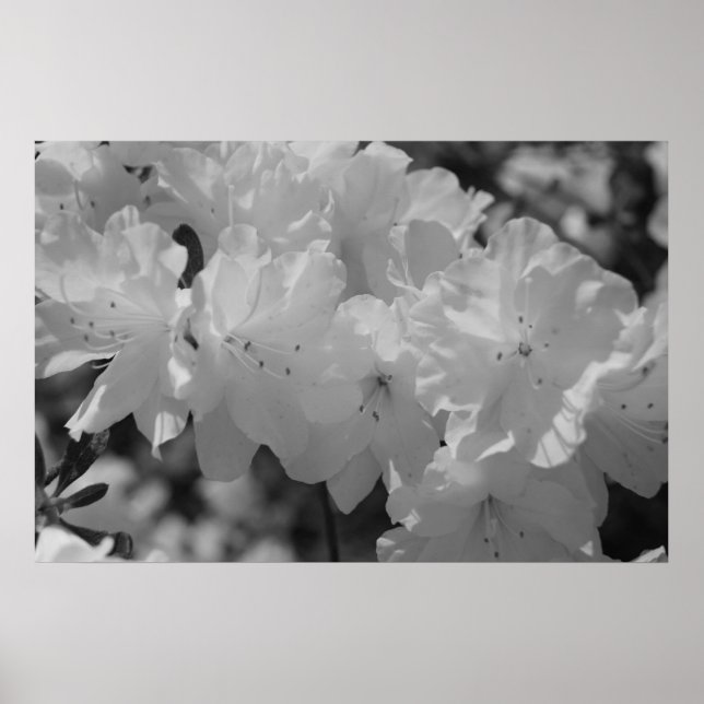 Poster A Beleza do Primavera III (Frente)