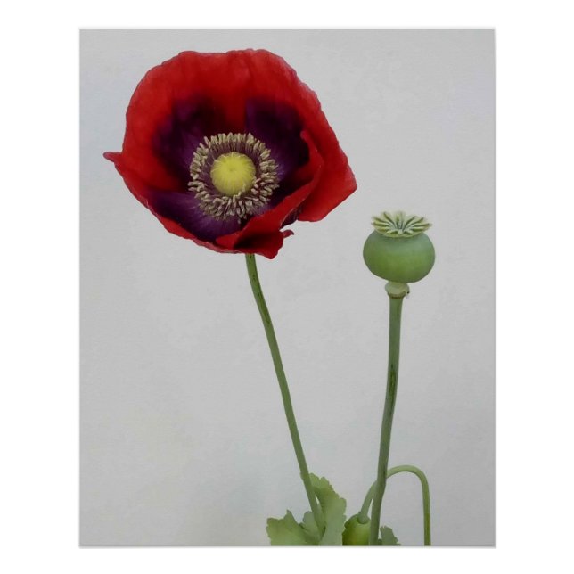 Póster A beleza também é a Besta. (Frente)