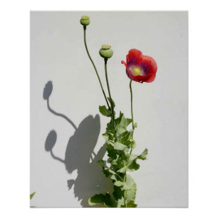 Póster A beleza também é a Besta.