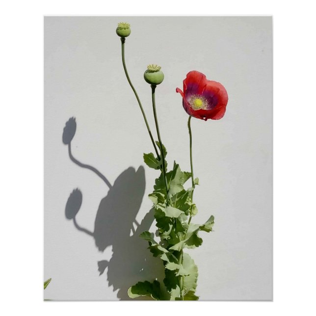 Póster A beleza também é a Besta. (Frente)